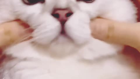 Animal Most Funny video