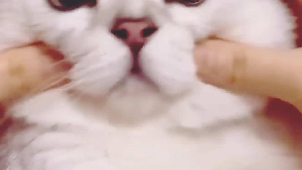 Animal Most Funny video