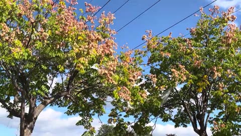 Trees in Fall
