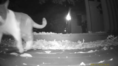 Wildlife Filmed By Haza PR800 Wild Camera, Levagood Area, Dearborn, Mich, November 14 To 21, 2025