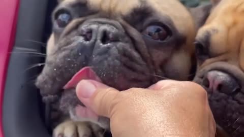 Funny Animal Videos 2024 – Cats and Dogs at Their Best