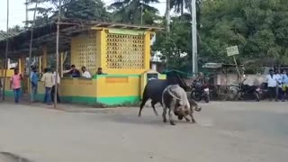 Bull Fighting