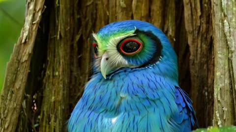 Blue owl
