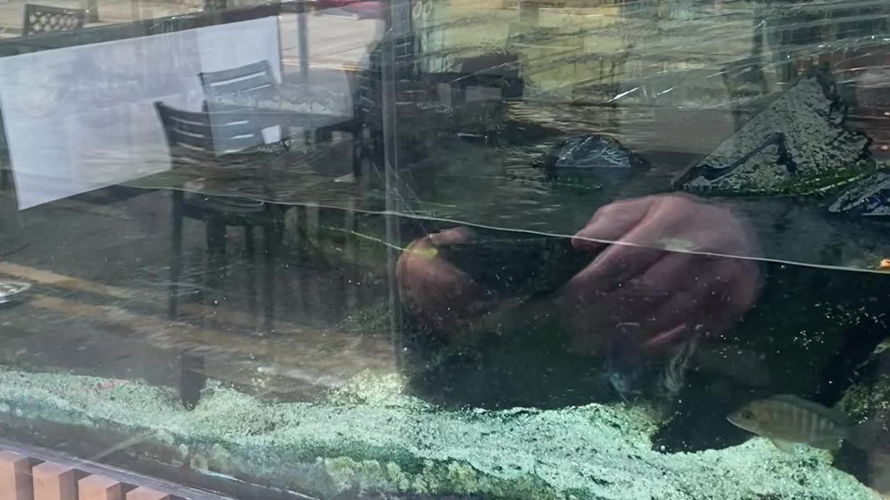 Aquarium In Liverpool Restaurant Suddenly Shatters