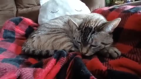 Cutest Cat Nap Ever: Blanket Cozy Goals! You Won’t Believe How Cute This Is
