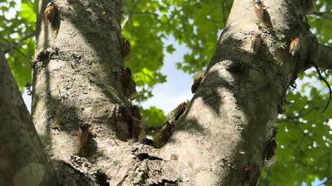 Relaxing Cicadas Sounds