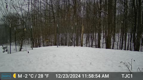 Deer Running