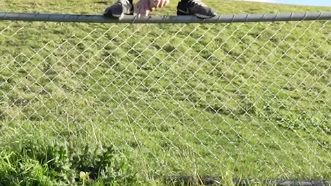 Animal fence crossing