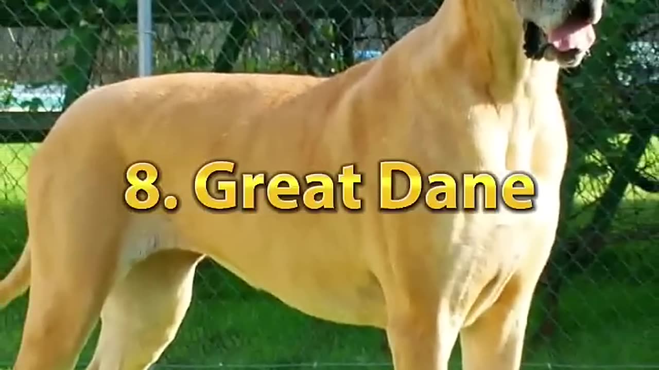 "Top 10 most dangerous dog"