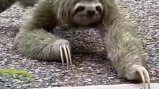 Helping sloth mom#healing #rescue #animalshorts #cute #cuteanimals #shortvideo #shorts