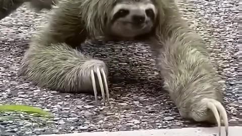 Helping sloth mom#healing #rescue #animalshorts #cute #cuteanimals #shortvideo #shorts