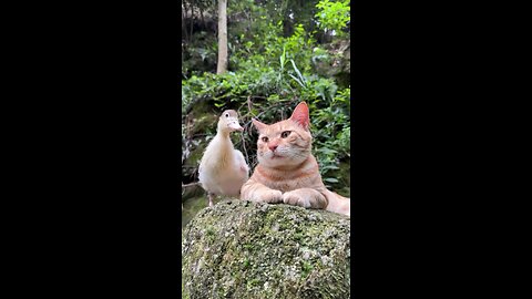 Cutest Duck vs. Cat Fight Ever!🦆🐱 Funniest Duck and Cat Fight Caught on Camera!