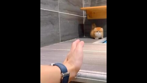Spoiled kitty