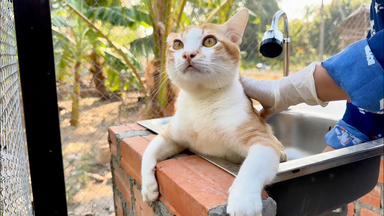 Tony Takes a bath in the morning | Little rescue kitten Name LuLu