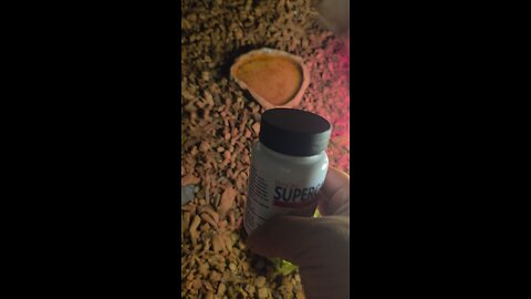 Calcium for the tortoise