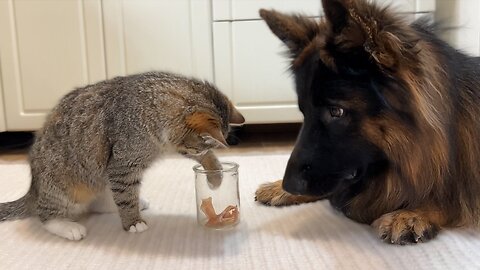 Are Cats Really Smarter Than Dogs? Cat vs Dog IQ Test