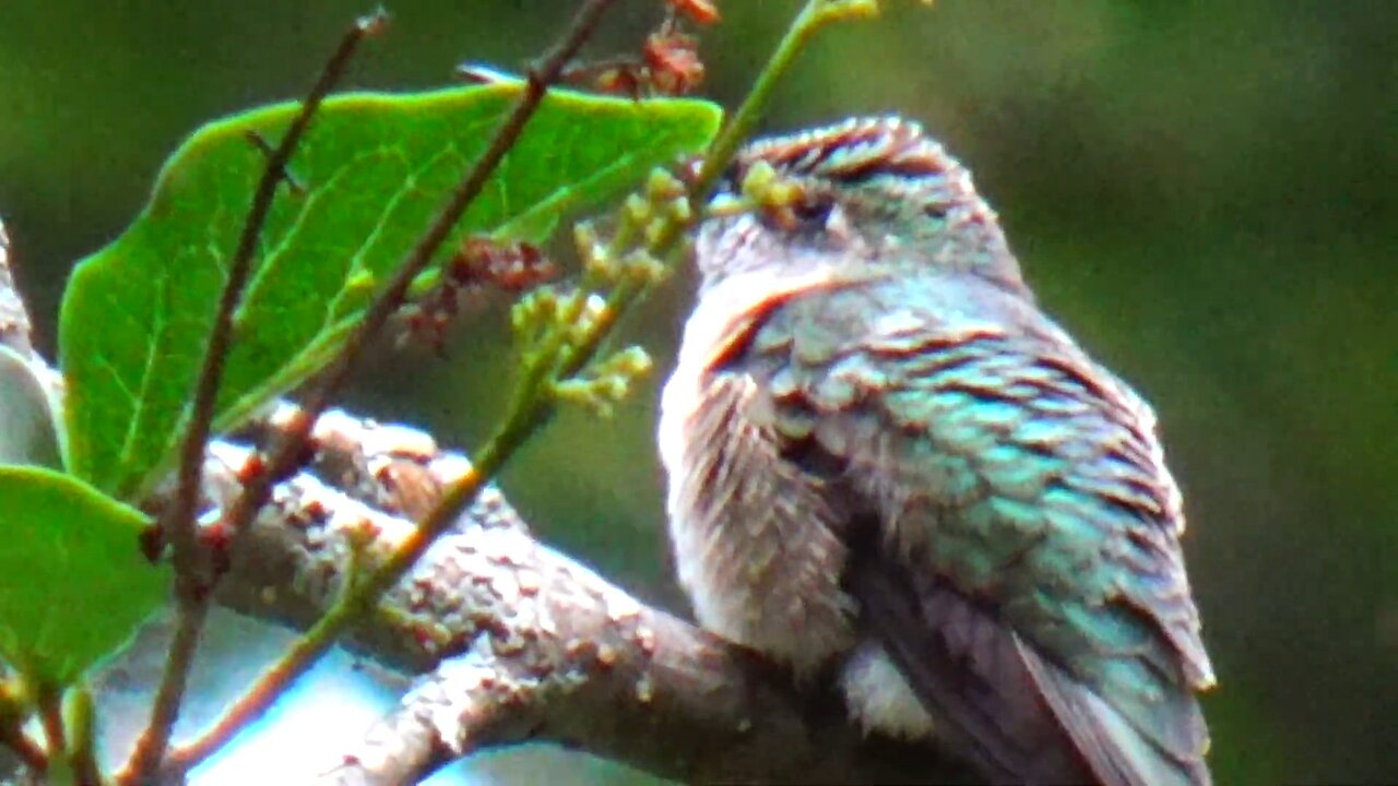Hummingbird