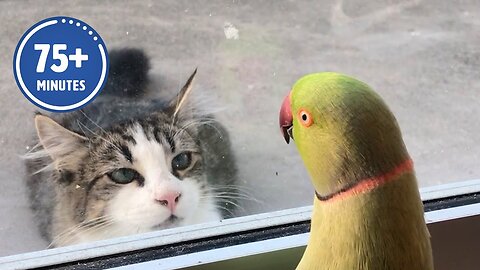 Funniest Cat & Dog Moments Ever Recorded 😹🐶 Super Funny Animal Video Clips 🐾