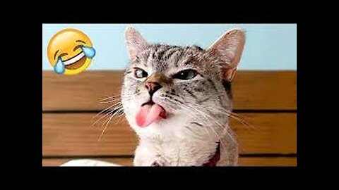 Funny Animals 😂 Cute Cats and Dogs