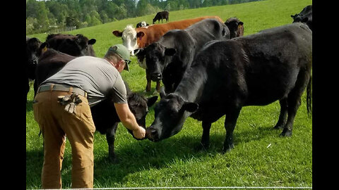 Rancher Ditching Food System Control, Building a Ranch!