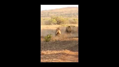 two lions are fighting so bad🥺🥺🤔