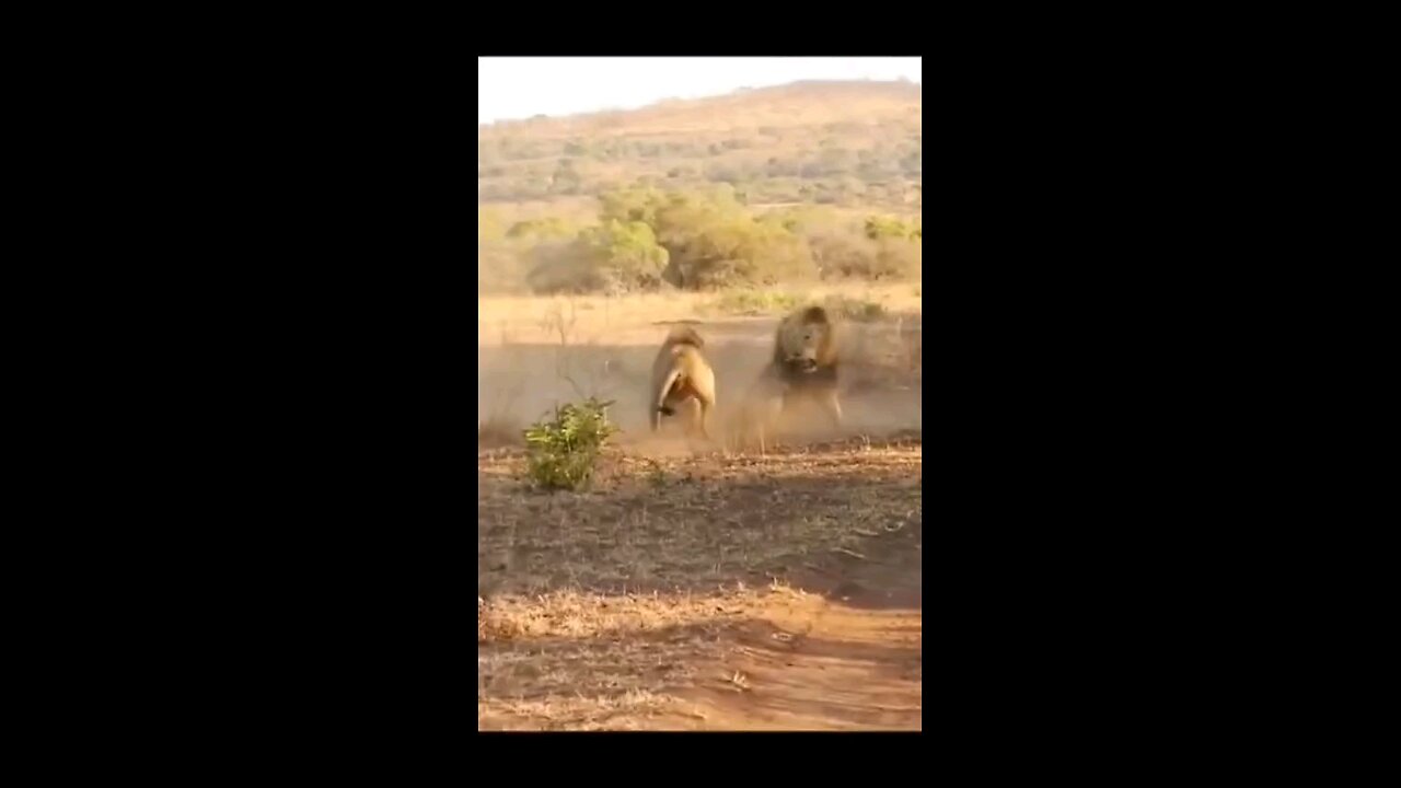 two lions are fighting so bad🥺🥺🤔