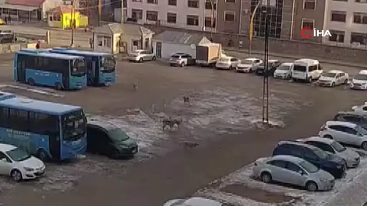 Muş’ta başıboş köpeklerden kaçan öğrenci yere kapaklandı