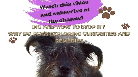 Why do dogs dig and how to stop it Exploring Curiosities and Remedies