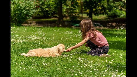 Why do dogs dig and how to stop it Exploring Curiosities and Remedies