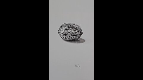Walnut drawn with graphite on Canson. 21cm x 29,7cm.