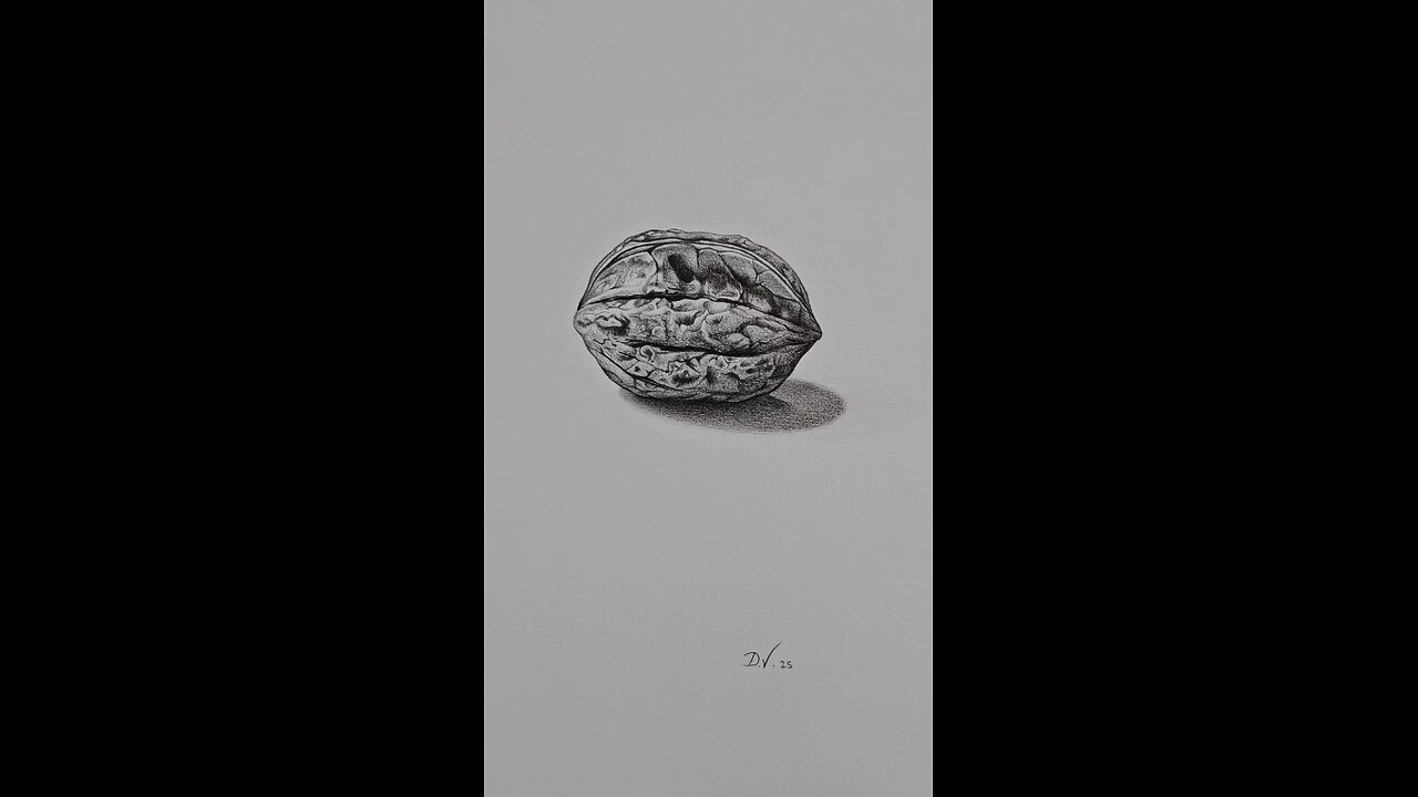 Walnut drawn with graphite on Canson. 21cm x 29,7cm.