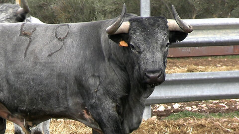 GANADERÍA HERNÁNDEZ PLA