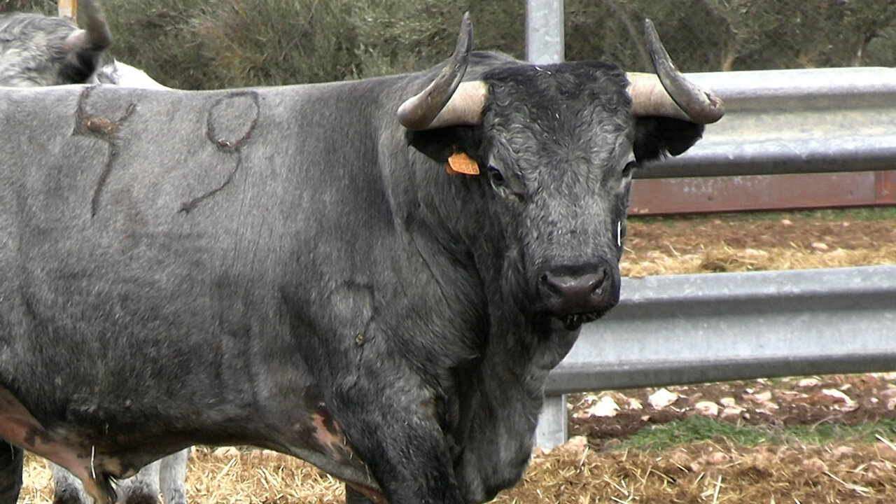 GANADERÍA HERNÁNDEZ PLA