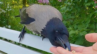 Hand Feeding Hooded Crow on White Park Benches