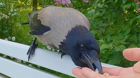 Hand Feeding Hooded Crow on White Park Benches