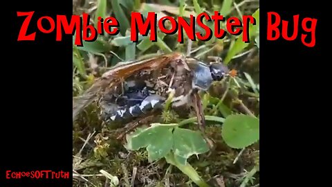 Zombie Monster Bug - In A Garden Near You!