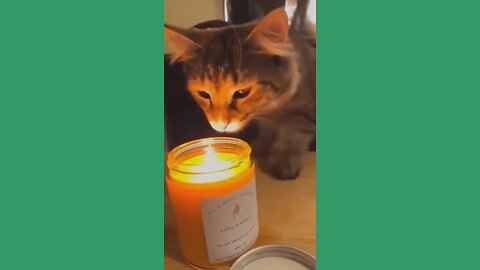 Cat vs Fire — The Brave Cat’s Fiery Battle! 😼🔥