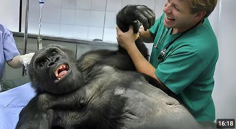 Animals Who Are Pretending To Distract The Vet 🤣 Funniest ANIMAL Videos