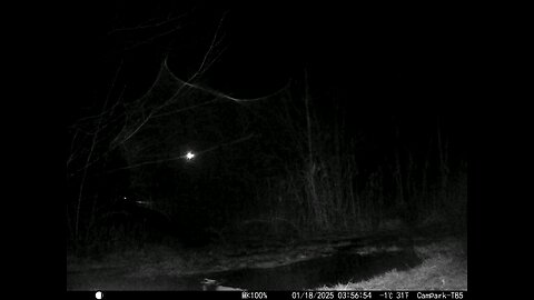 Deer Cam 01-18-2025