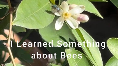 I learned Something About Bees