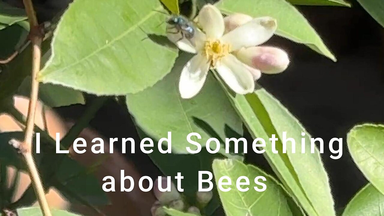 I learned Something About Bees