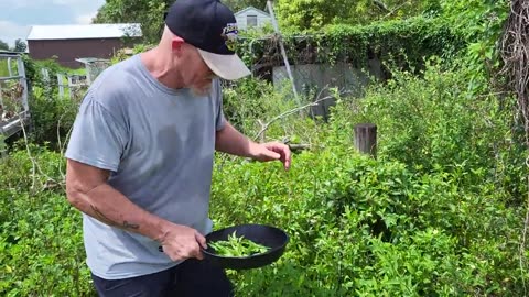 #Foraging free food.