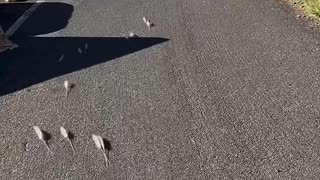 They Saw These Mice Approaching Them At High Speed!