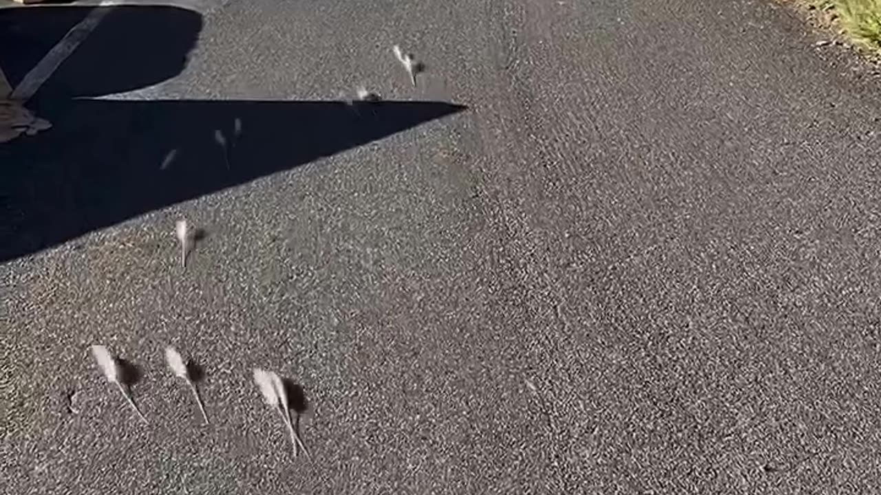 They Saw These Mice Approaching Them At High Speed!