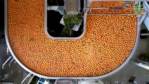 ORANGE JAM MEGA FACTORY : PROCESSING MILLIONS OF ORANGE JAM JARS IN FACTORY