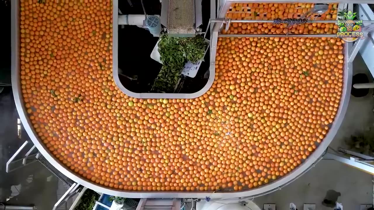 ORANGE JAM MEGA FACTORY : PROCESSING MILLIONS OF ORANGE JAM JARS IN FACTORY