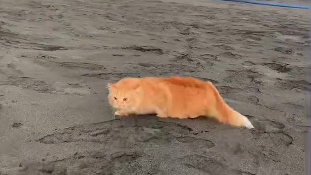 Funny Cat Video 39 - cat playing on the beach sand