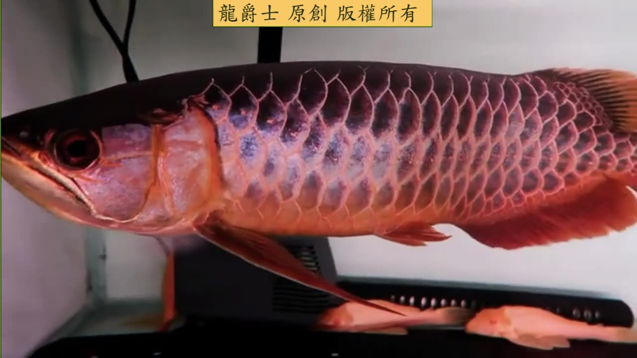 【龍爵士】李阿四老魚種 極上藍底 (1)