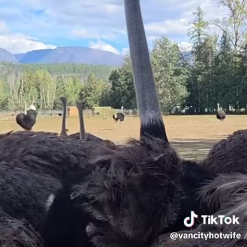 Beautiful Ostriches Murdered By CFIA