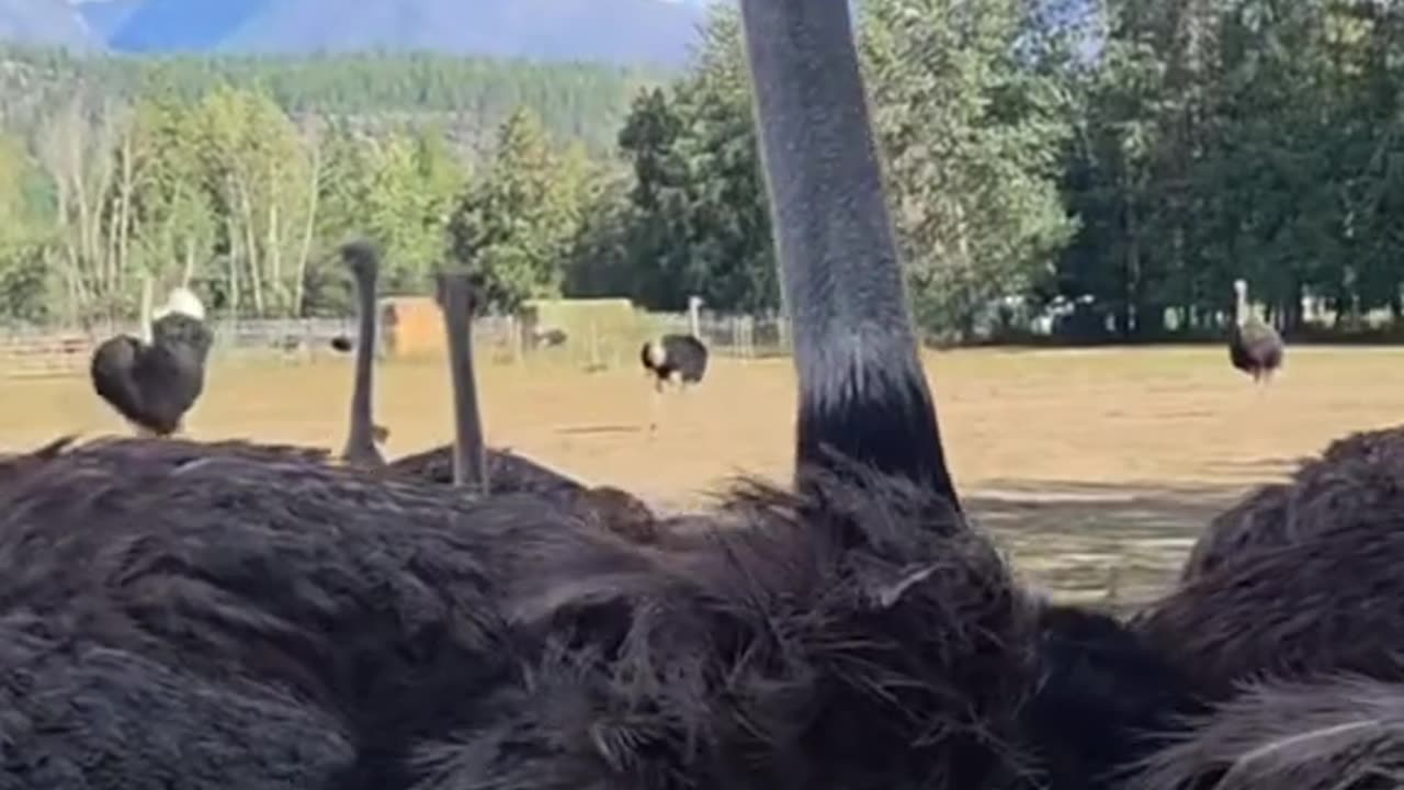 Beautiful Ostriches Murdered By CFIA
